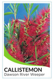 Weeping Bottlebrush (Callistemon 'Dawson River Weeper')