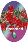 Dwarf Red Bottlebrush (Callistemon 'Firebrand')