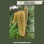 Hairpin Banksia (Banksia spinulosa)