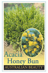Dwarf Sticky Wattle (Acacia howitii 'Honey bun')