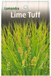 Lomandra 'Lime Tuff'