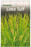 Lomandra 'Lime Tuff'