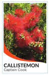 Dwarf Weeping Bottlebrush (Callistemon viminalis 'Captain Cook')