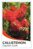 Dwarf Weeping Bottlebrush (Callistemon viminalis 'Captain Cook')